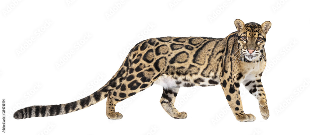 Naklejka premium Clouded leopard walking on transparent background, isolated cutout