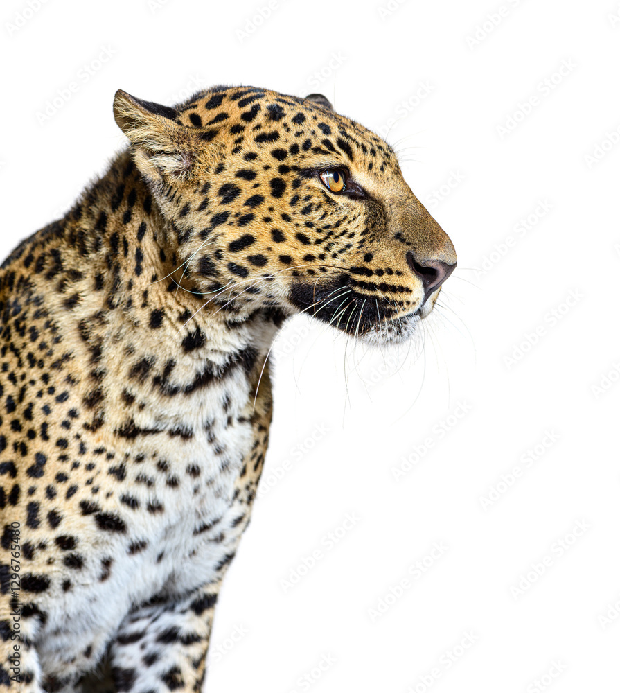 Fototapeta premium Head shot, portrait of a Spotted leopard looking away; isolated on white