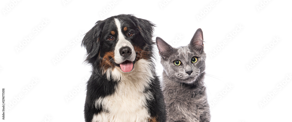 Obraz premium Head shot of Happy Bernese mountain dog and grey Nebelung cat together, looking at the camera isolated on white background