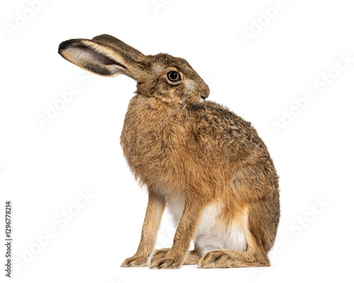 Tableau sur toile Side view of a European hare or brown hare, lepus europaeus, sitting and licking