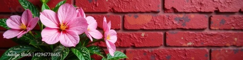 Fragrant flowers on pinkish leaves against red brick wall, flowers, flowering plant, variegated