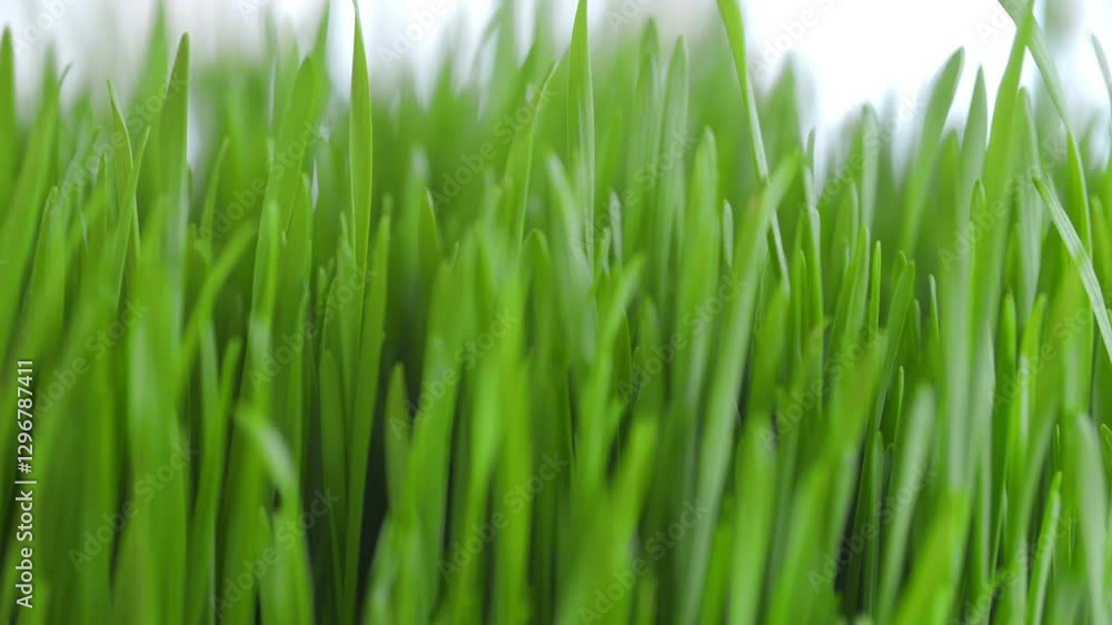 A close up of green grass with a mood of freshness and vitality. The grass is lush and vibrant, giving the impression of a healthy and thriving environment A close up of green grass with a mood of freshness and vitality. The grass is lush and vibrant, giving the impression of a healthy and thriving environment