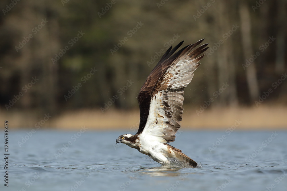 Rybołów (Pandion haliaetus), osprey