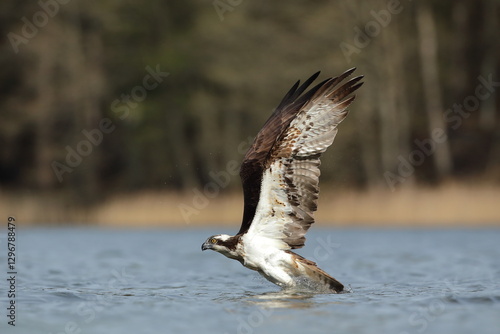 Obraz na płótnie Rybołów (Pandion haliaetus), osprey w salonie