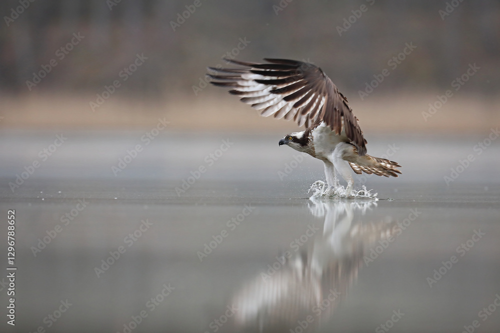Rybołów (Pandion haliaetus), osprey