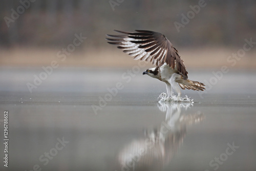 Obraz na płótnie Rybołów (Pandion haliaetus), osprey w salonie