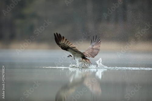 Obraz na płótnie Rybołów (Pandion haliaetus), osprey w salonie