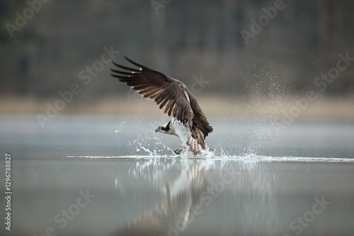 Obraz na płótnie Rybołów (Pandion haliaetus), osprey w salonie