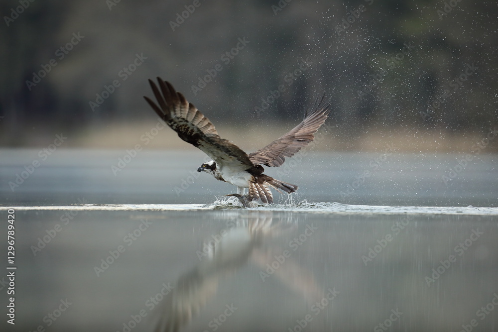 Rybołów (Pandion haliaetus), osprey