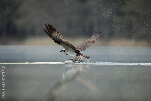 Obraz na płótnie Rybołów (Pandion haliaetus), osprey w salonie