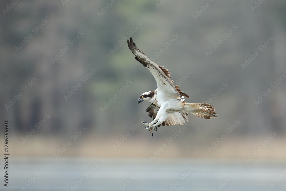 Rybołów (Pandion haliaetus), osprey