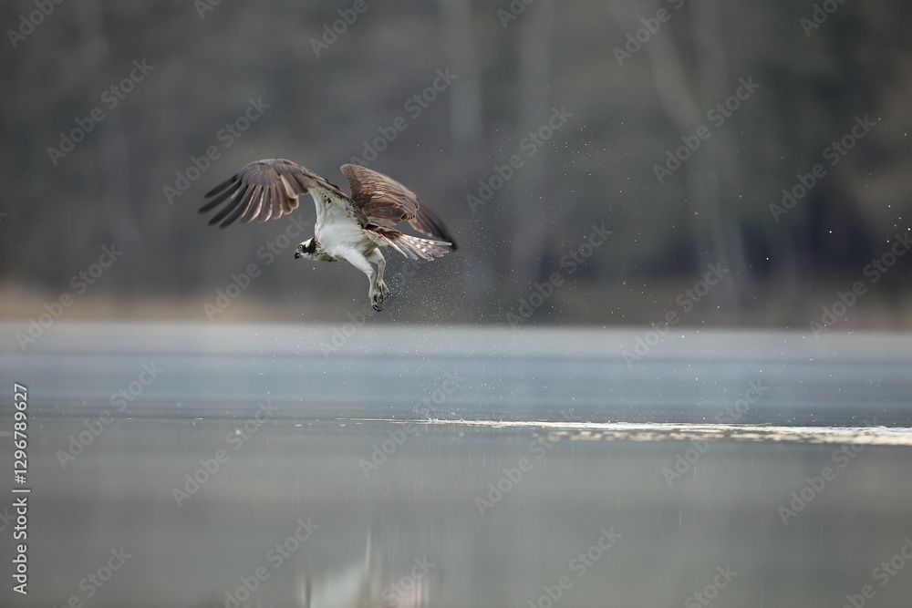 Rybołów (Pandion haliaetus), osprey
