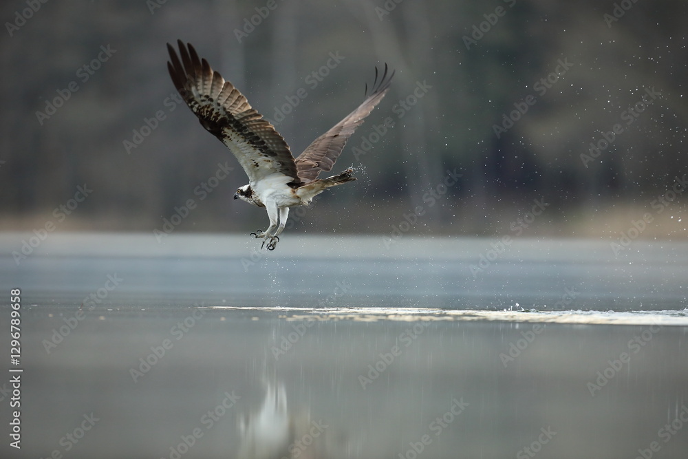 Rybołów (Pandion haliaetus), osprey