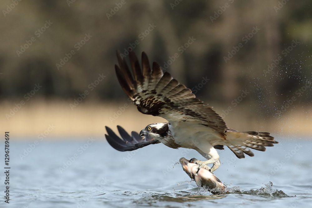 Rybołów (Pandion haliaetus), osprey