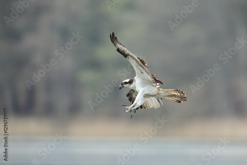 Obraz na płótnie Rybołów (Pandion haliaetus), osprey w salonie