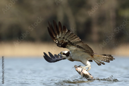 Obraz na płótnie Rybołów (Pandion haliaetus), osprey w salonie