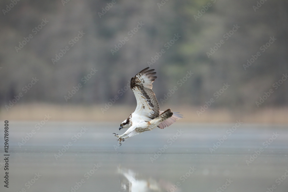 Rybołów (Pandion haliaetus), osprey