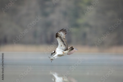 Obraz na płótnie Rybołów (Pandion haliaetus), osprey w salonie