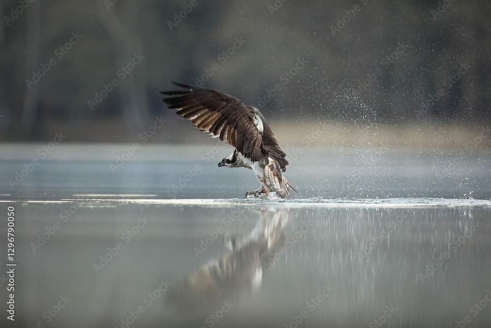 Rybołów (Pandion haliaetus), osprey