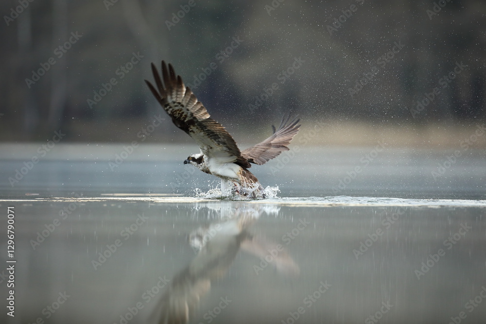 Rybołów (Pandion haliaetus), osprey