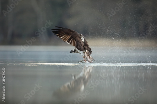Obraz na płótnie Rybołów (Pandion haliaetus), osprey w salonie