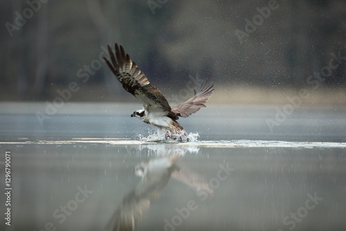 Obraz na płótnie Rybołów (Pandion haliaetus), osprey w salonie