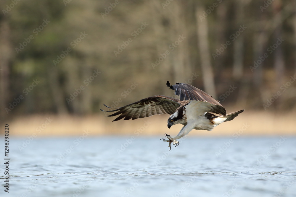 Rybołów (Pandion haliaetus), osprey