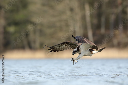 Obraz na płótnie Rybołów (Pandion haliaetus), osprey w salonie