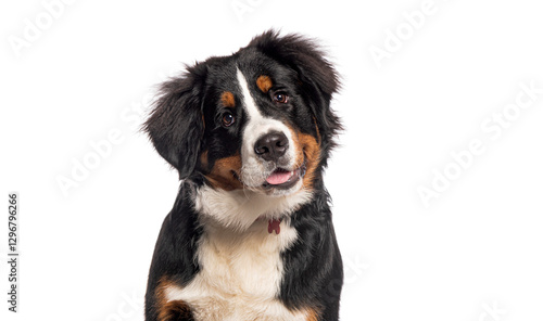 Fotografía Bernese mountain dog puppy sitting with panda plush toy