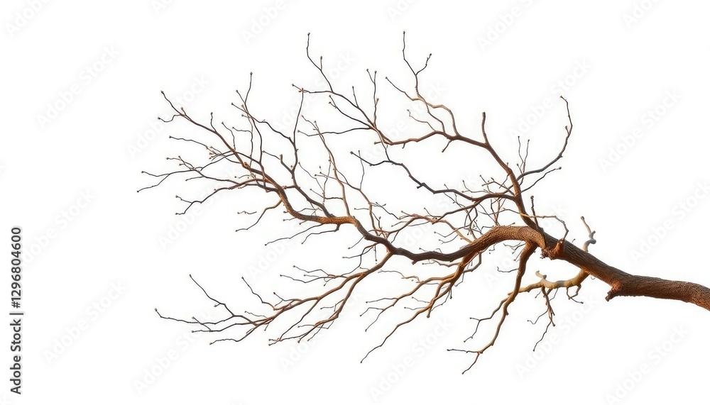 Fototapeta premium Delicate, intertwined tree branches isolated on pure white backdrop, organic, detail