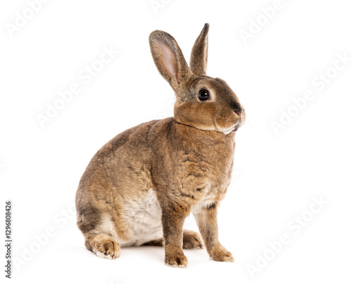 Rex rabbit sitting on white background and looking at the camera