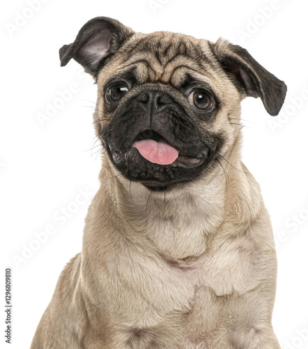 Obraz na płótnie happy young pug dog panting mouth wide open, cut out, Remastered w salonie