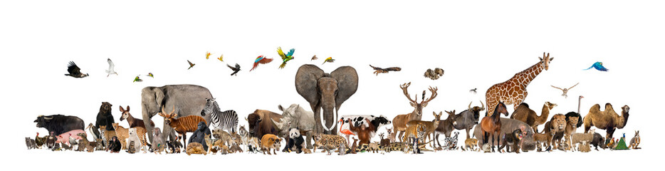 Many species of wild, domestic and farmed animals stand together in a group. This group includes mammals, birds and reptiles, all gathered together in a large group. isolated on a white