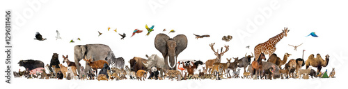 Many species of wild, domestic and farmed animals stand together in a group. This group includes mammals, birds and reptiles, all gathered together in a large group. isolated on a white