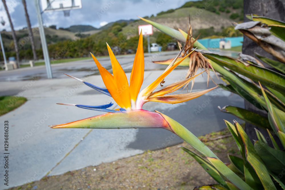Beautiful orange flower found in warm countries.Strelitzia reginae or bird of paradise.