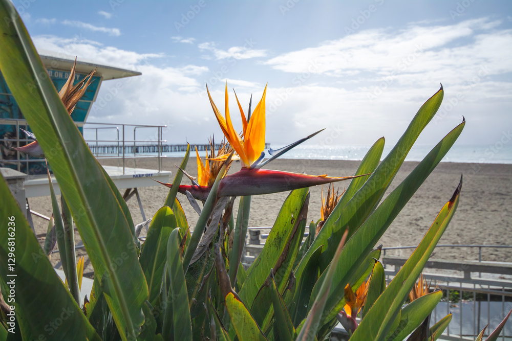 Beautiful orange flower found in warm countries.Strelitzia reginae or bird of paradise.