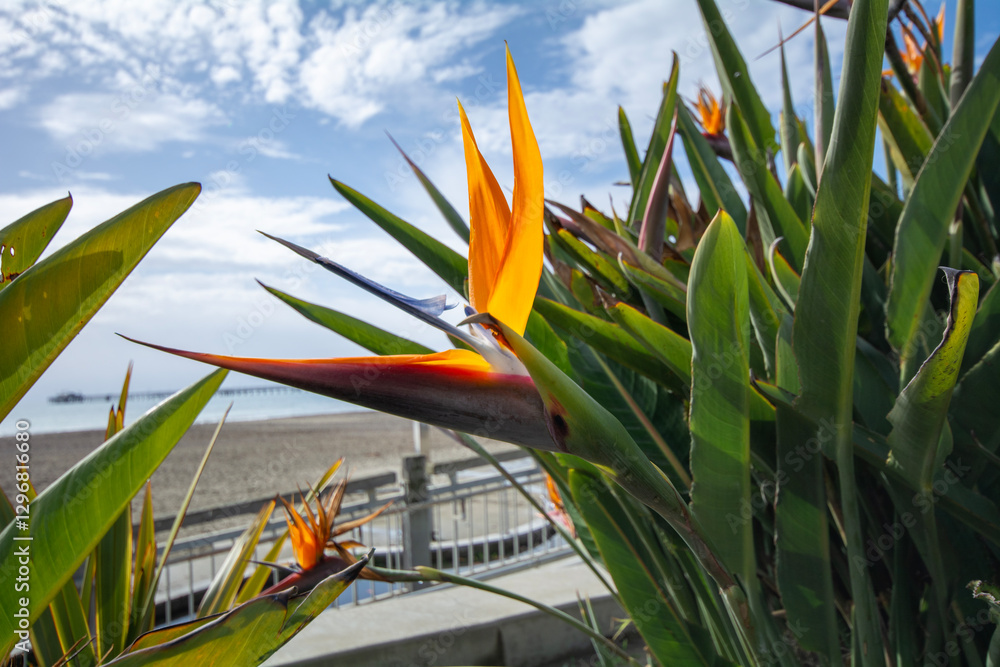 Beautiful orange flower found in warm countries.Strelitzia reginae or bird of paradise.