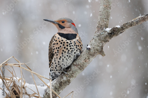 Northern Flicker perched on branch in snow