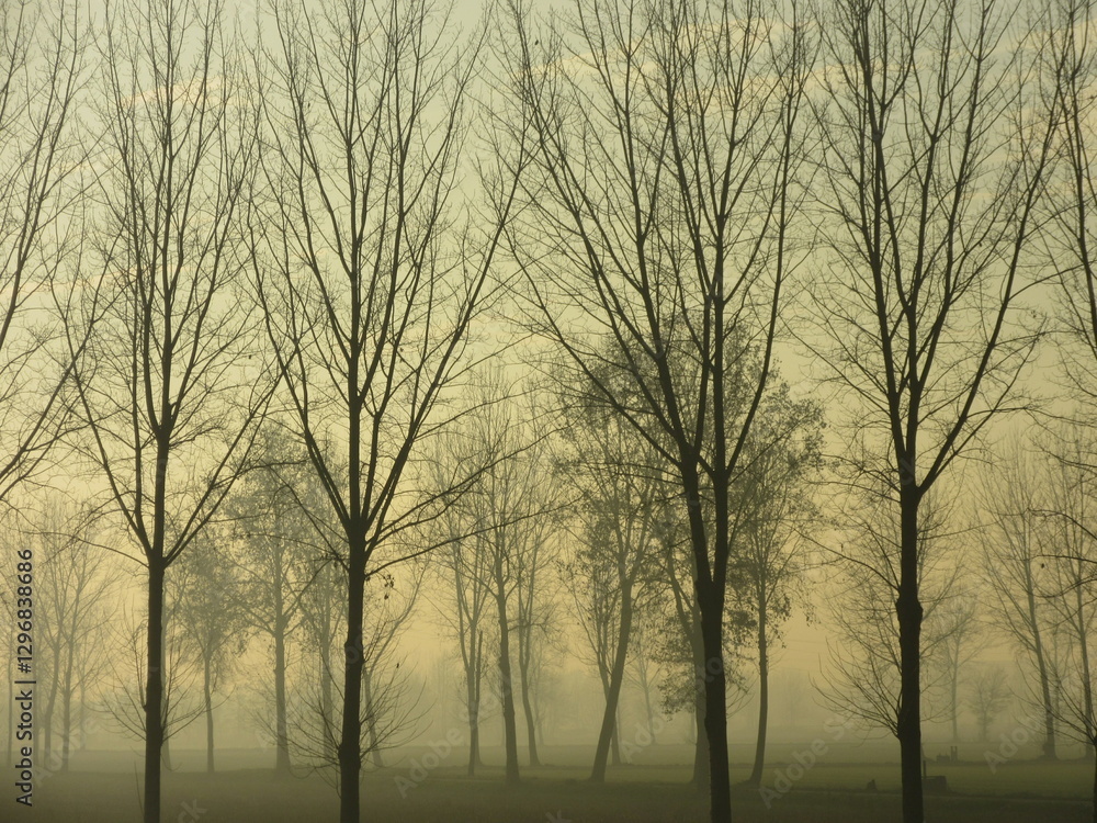 Obraz premium alberi