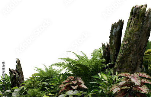Fototapeta Naklejka Na Ścianę i Meble -  3D render tropical plant foreground on transparent background