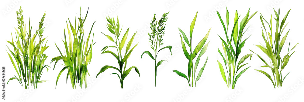 Obraz premium Watercolor grass illustrations nature botanical art greenery close-up view translate background concept