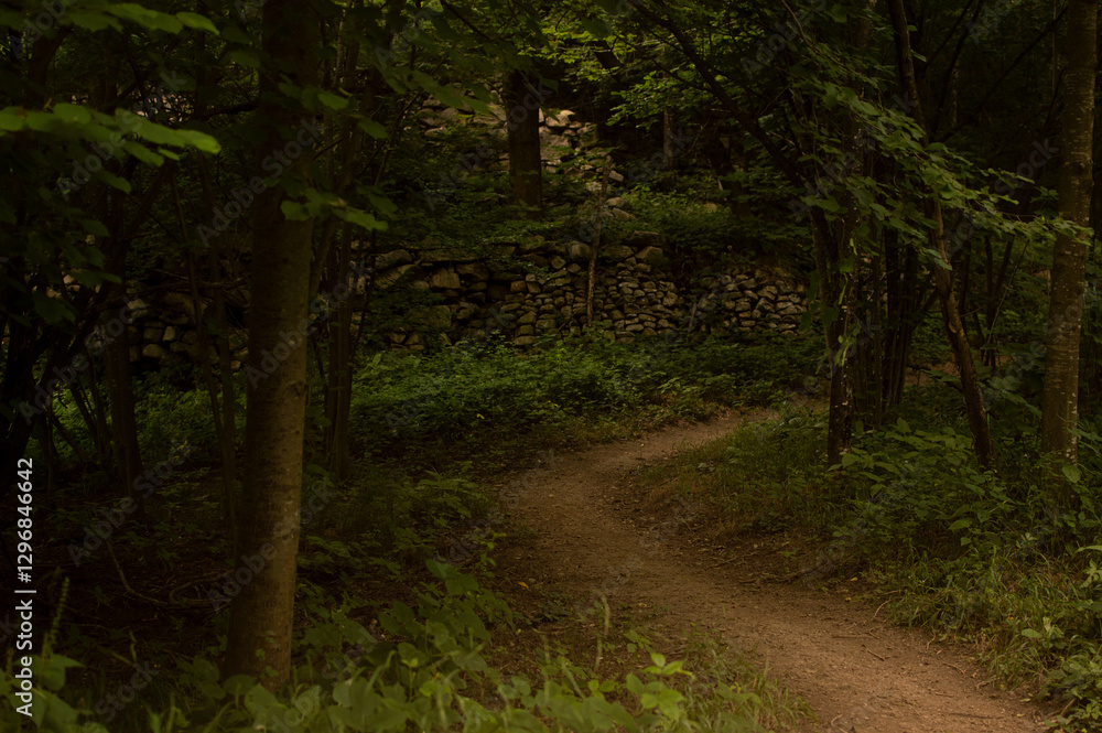 Naklejka premium path in the woods