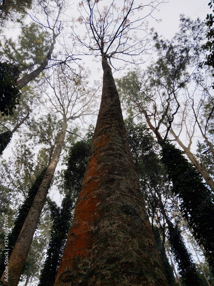 Fototapeta premium tree in the woods