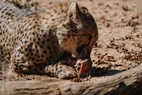 Photography Wild cat Cheetah feeding in one of african nature reserves in Namibia
