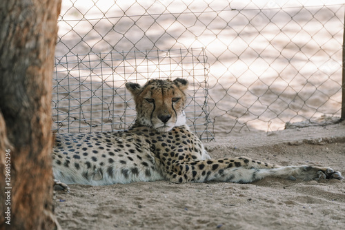 Canvas Print Wild cat Cheetah lying down after feeding in one of african nature reserves afte