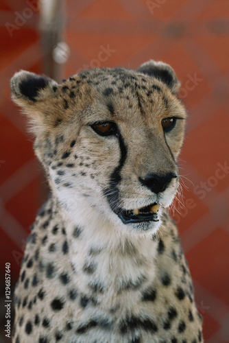 Canvas Print Wild cat Cheetah in one of african nature reserves before feeding