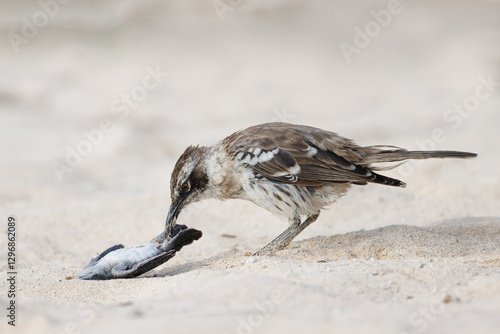 Wallpaper Mural Galapagos Mockingbird investigating a dead baby sea turtle - Galapagos Islands Torontodigital.ca