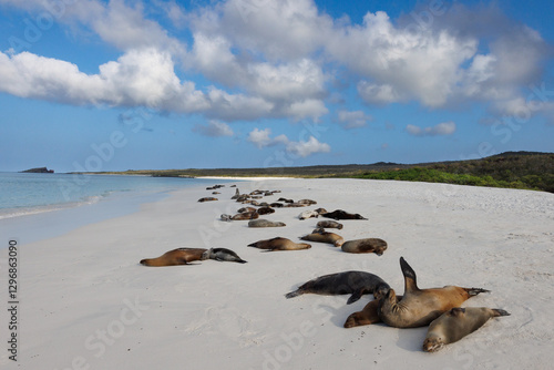 Galápagos Sea Lions resting on a beach
