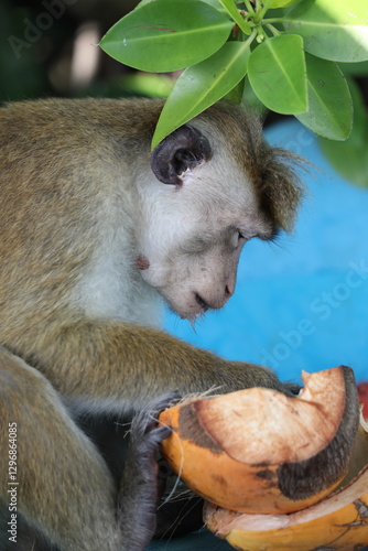 Macaque à toque - Sri Lanka