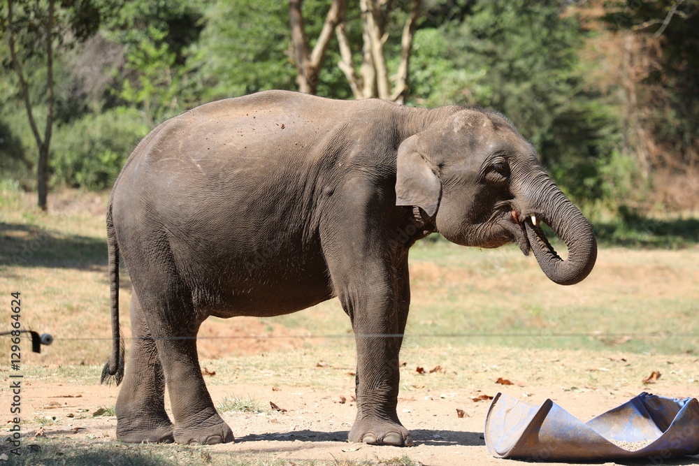 Obraz premium Elephant d'Asie - Sri Lanka 